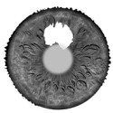 optomore_iris2